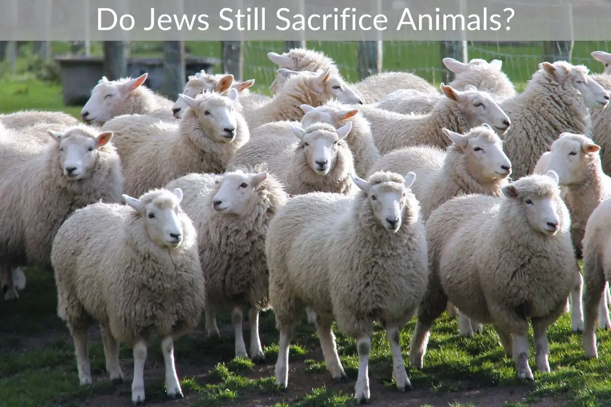 Do Jews Still Sacrifice Animals?